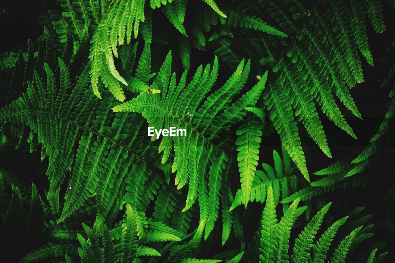 Full frame shot of plants