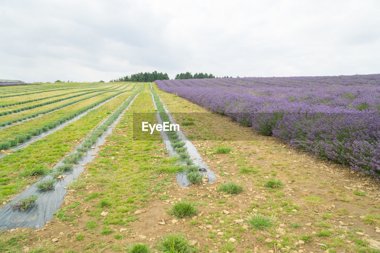 SCENIC VIEW OF AGRICULTURAL FIELD AGAINST SKY DURING RAINY SEASON