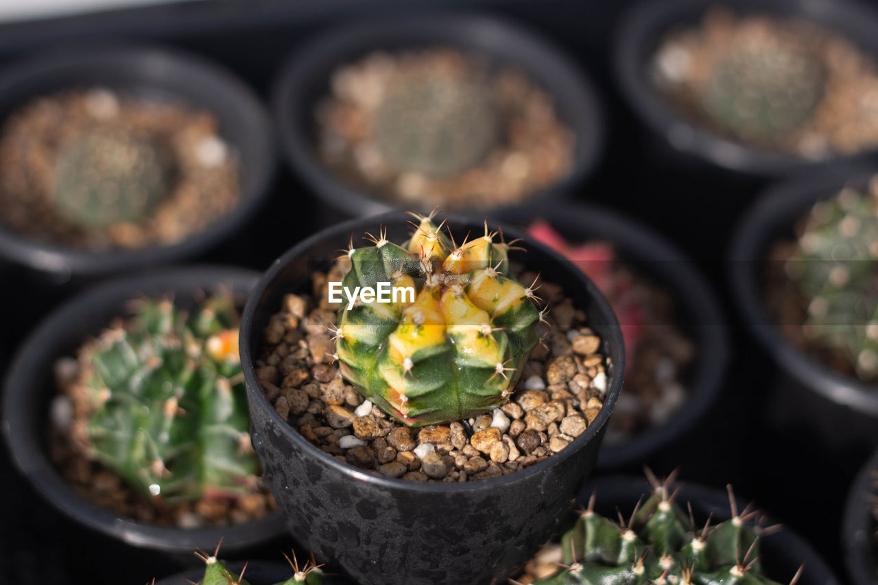 HIGH ANGLE VIEW OF SUCCULENT PLANT IN POT