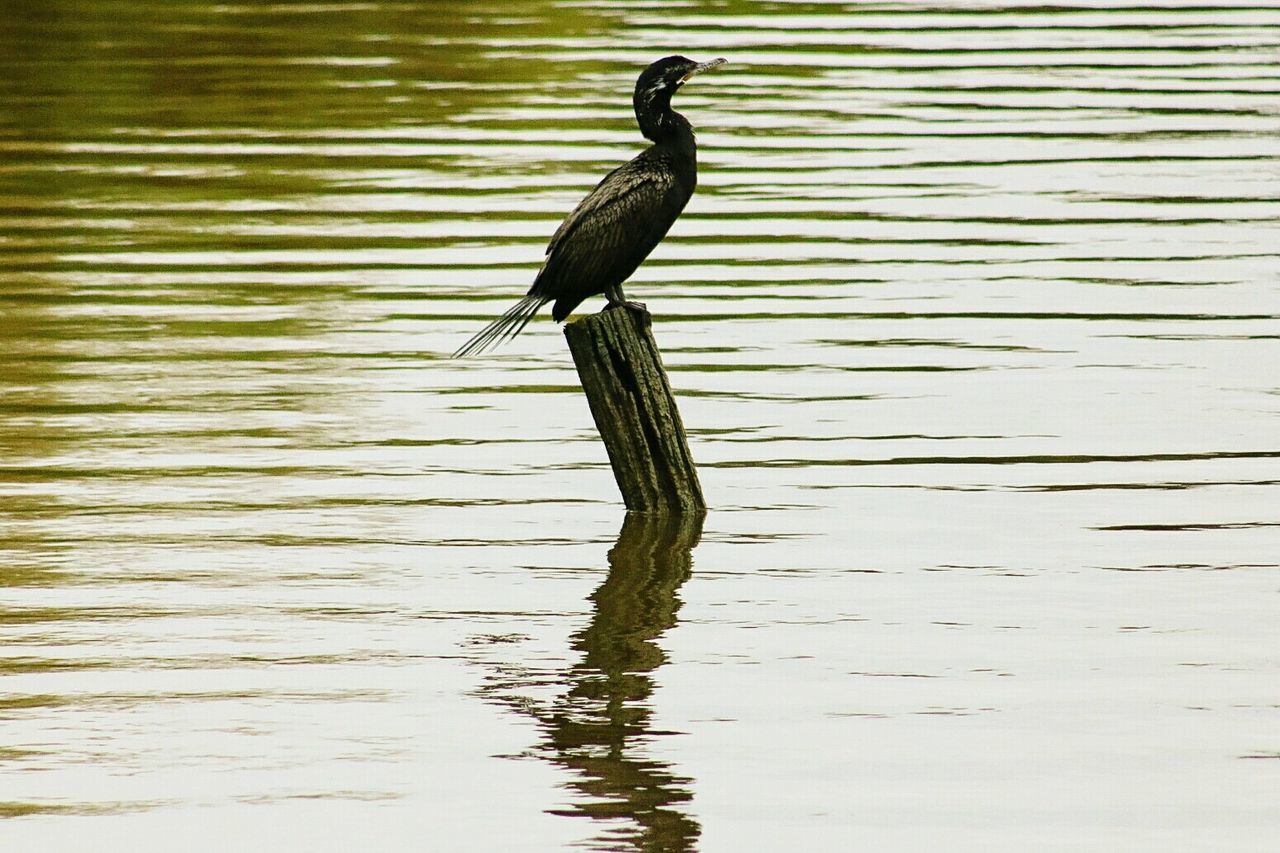 BIRD ON LAKE