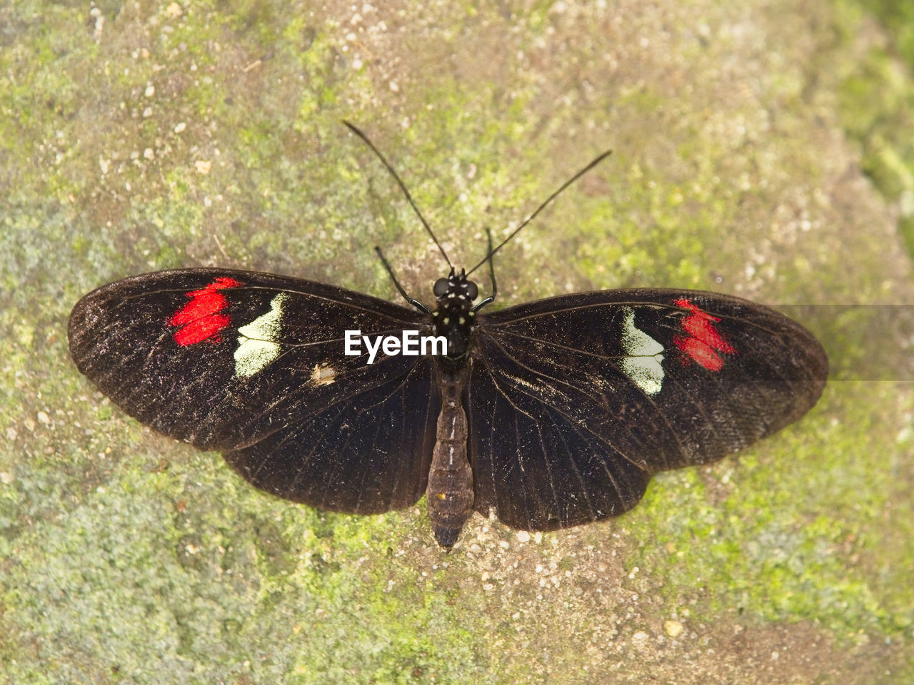 CLOSE-UP OF BUTTERFLY ON LEAF