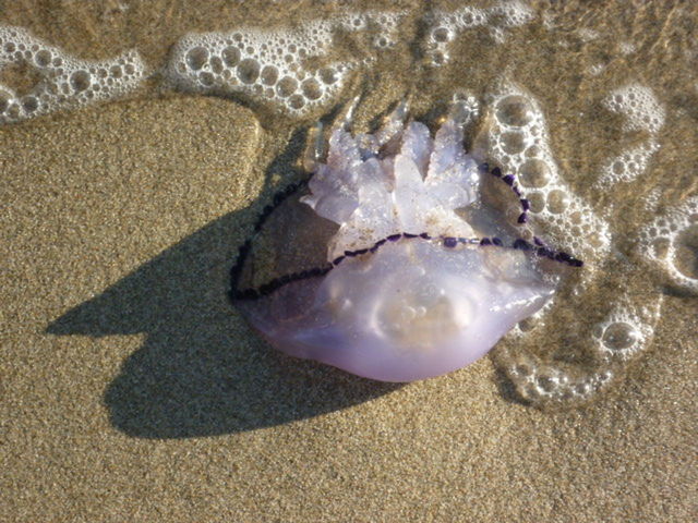 SHELLS ON SANDY BEACH