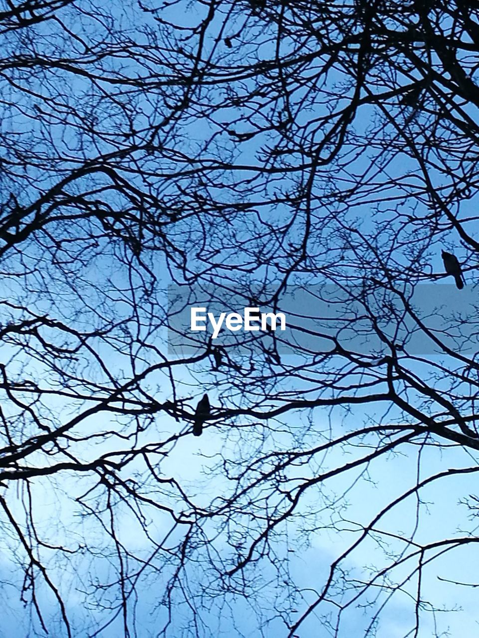 LOW ANGLE VIEW OF BIRDS PERCHING ON TREE AGAINST SKY