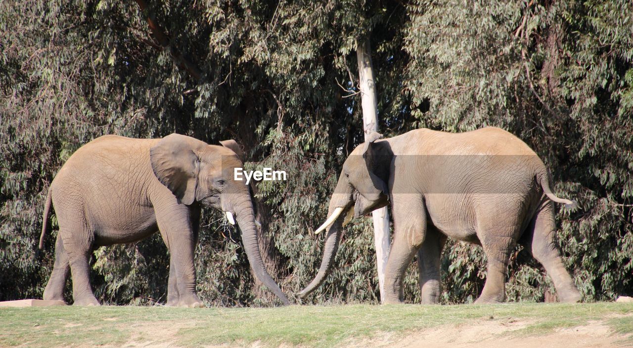 ELEPHANT STANDING IN A GARDEN