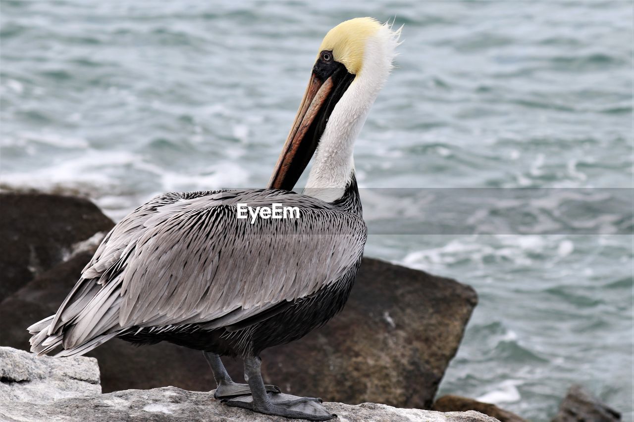 Close-up of pelican on rock by sea