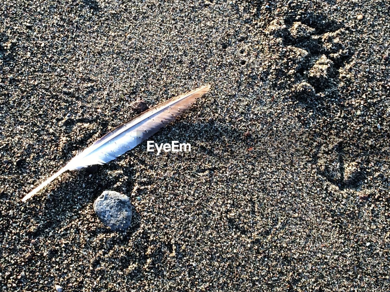 Feather on a sandy beach