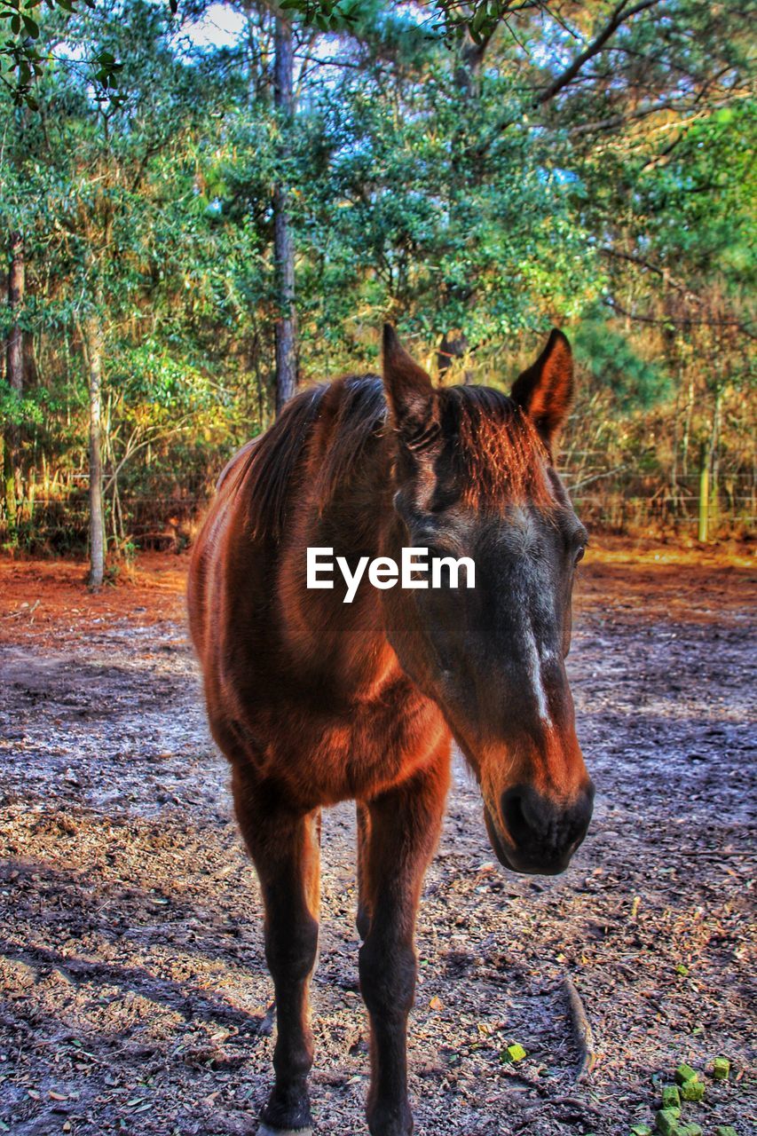 Horse standing on field