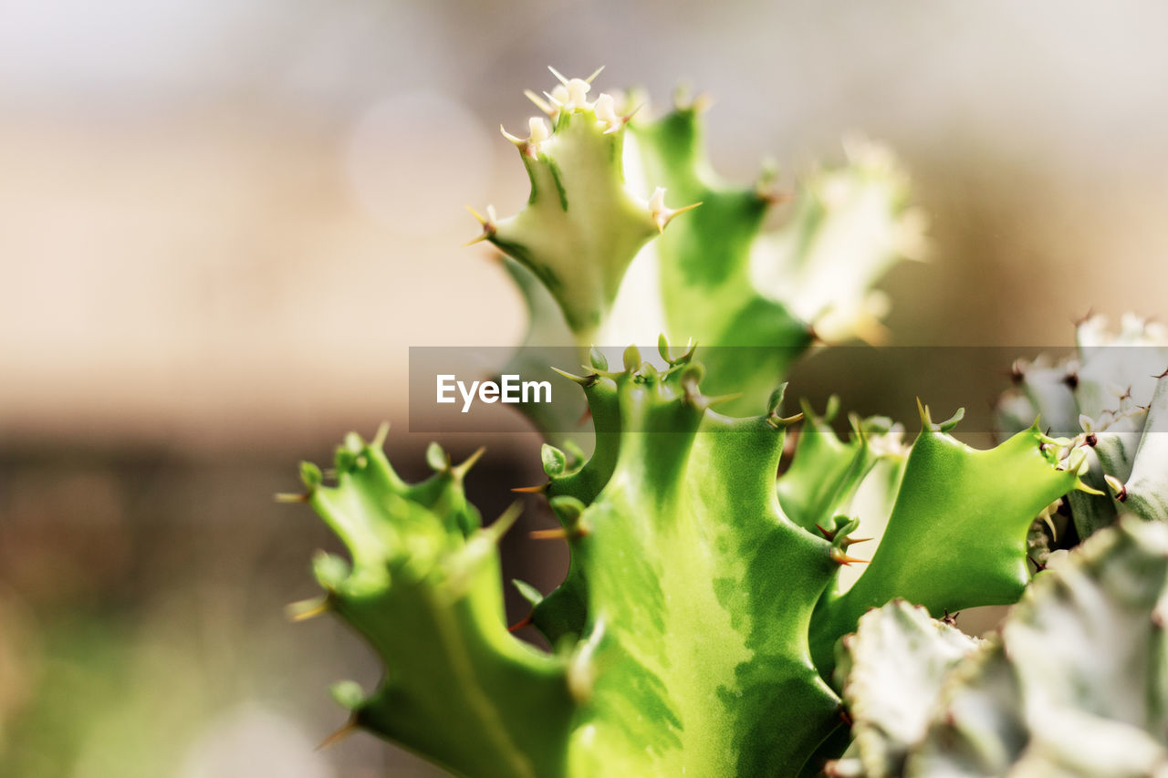 green, plant, close-up, nature, macro photography, plant part, food, leaf, food and drink, flower, growth, freshness, no people, beauty in nature, selective focus, vegetable, healthy eating, succulent plant, agriculture, outdoors, environment, blossom, sunlight, cactus, yellow, day, flowering plant, landscape, land, plant stem, thorns, spines, and prickles, thorn, environmental conservation, organic, social issues, field, summer, wellbeing, focus on foreground