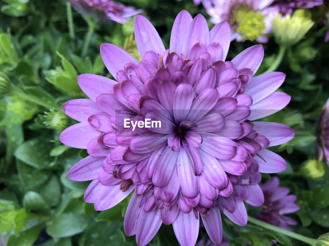 CLOSE-UP OF PURPLE DAHLIA