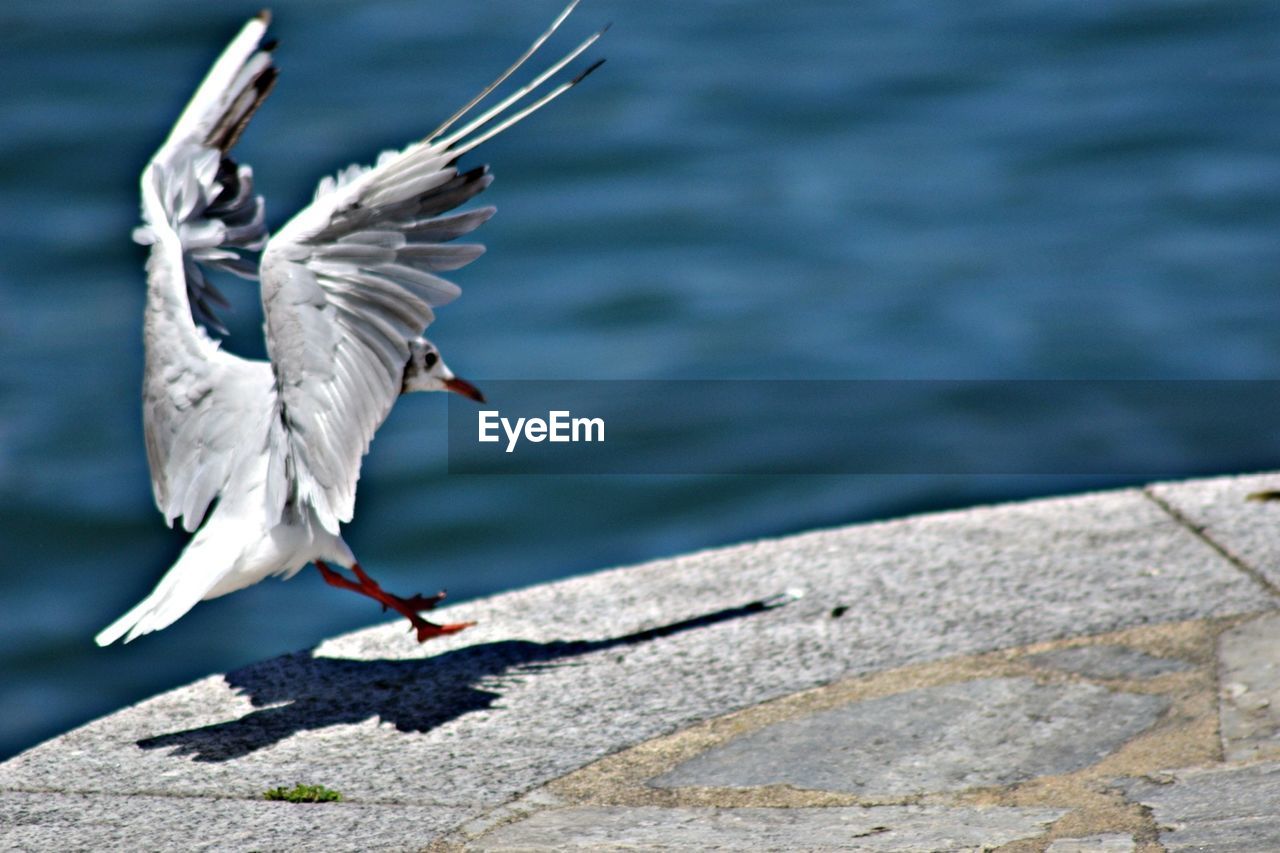 BIRD FLYING OVER WATER