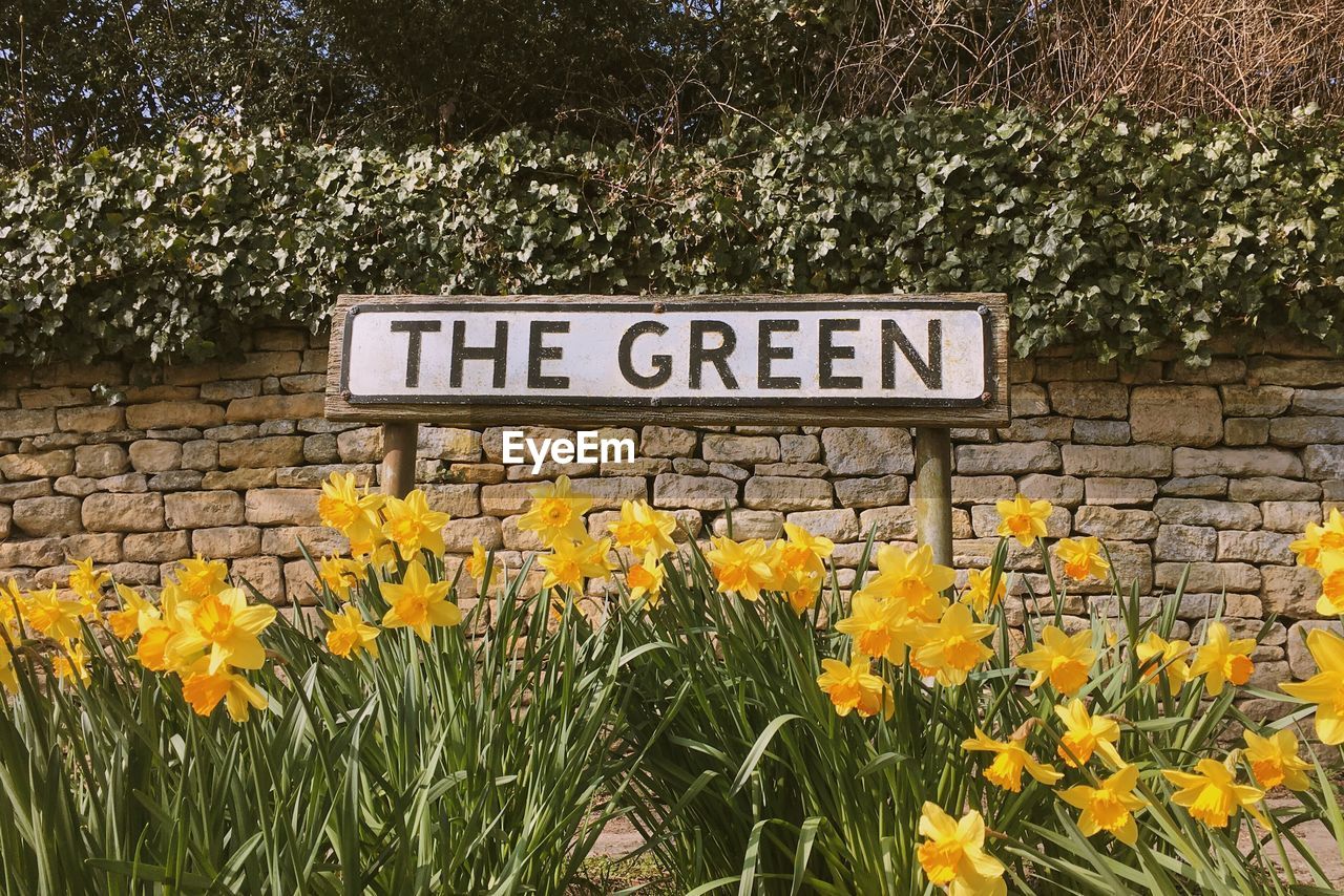 Sign amidst yellow daffodils in garden