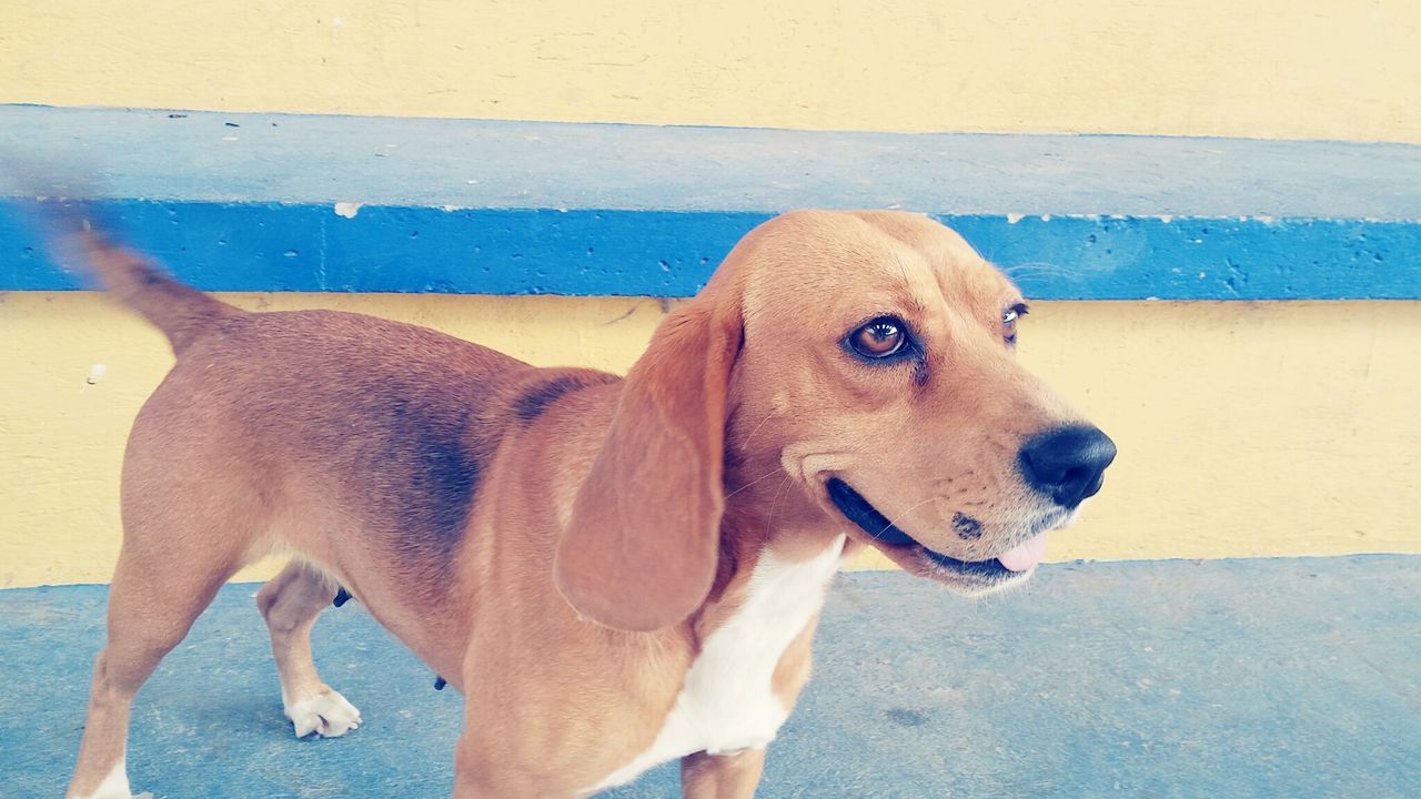 CLOSE-UP PORTRAIT OF DOG STANDING ON GROUND