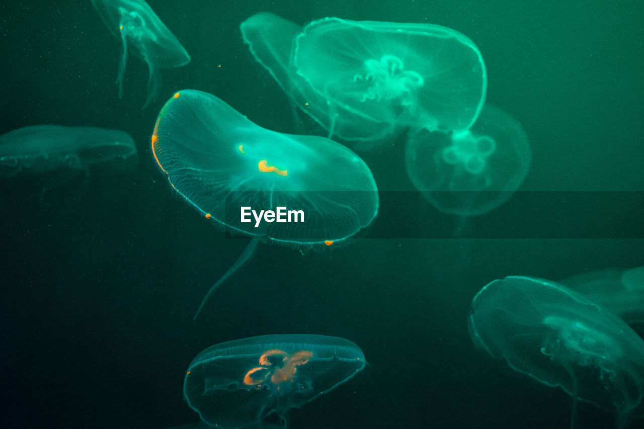 CLOSE-UP OF JELLYFISH UNDERWATER