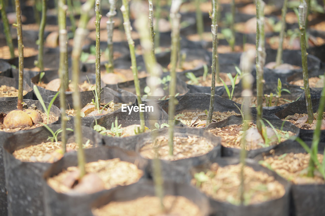 Grafted avocado fruit plant tree grafting in nursery house. avocados propagation