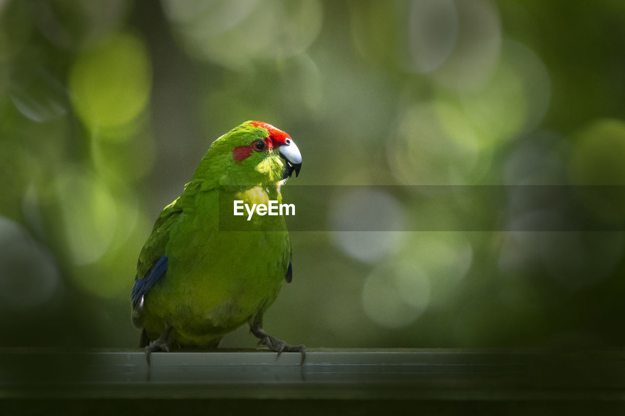 BIRD PERCHING ON WOOD