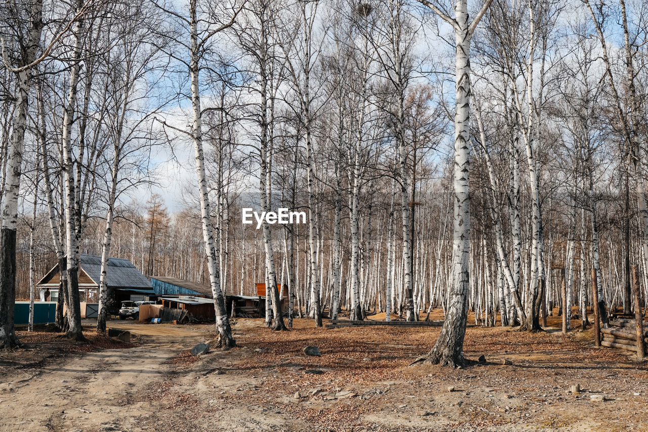 trees in forest during winter