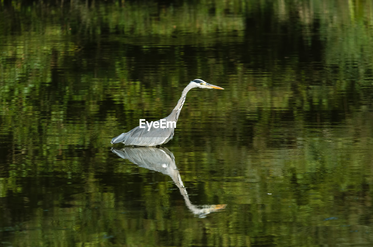 View of a grey heron bird in lake