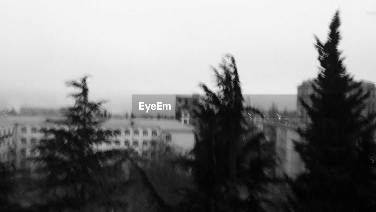 PANORAMIC VIEW OF TREES AGAINST CLEAR SKY