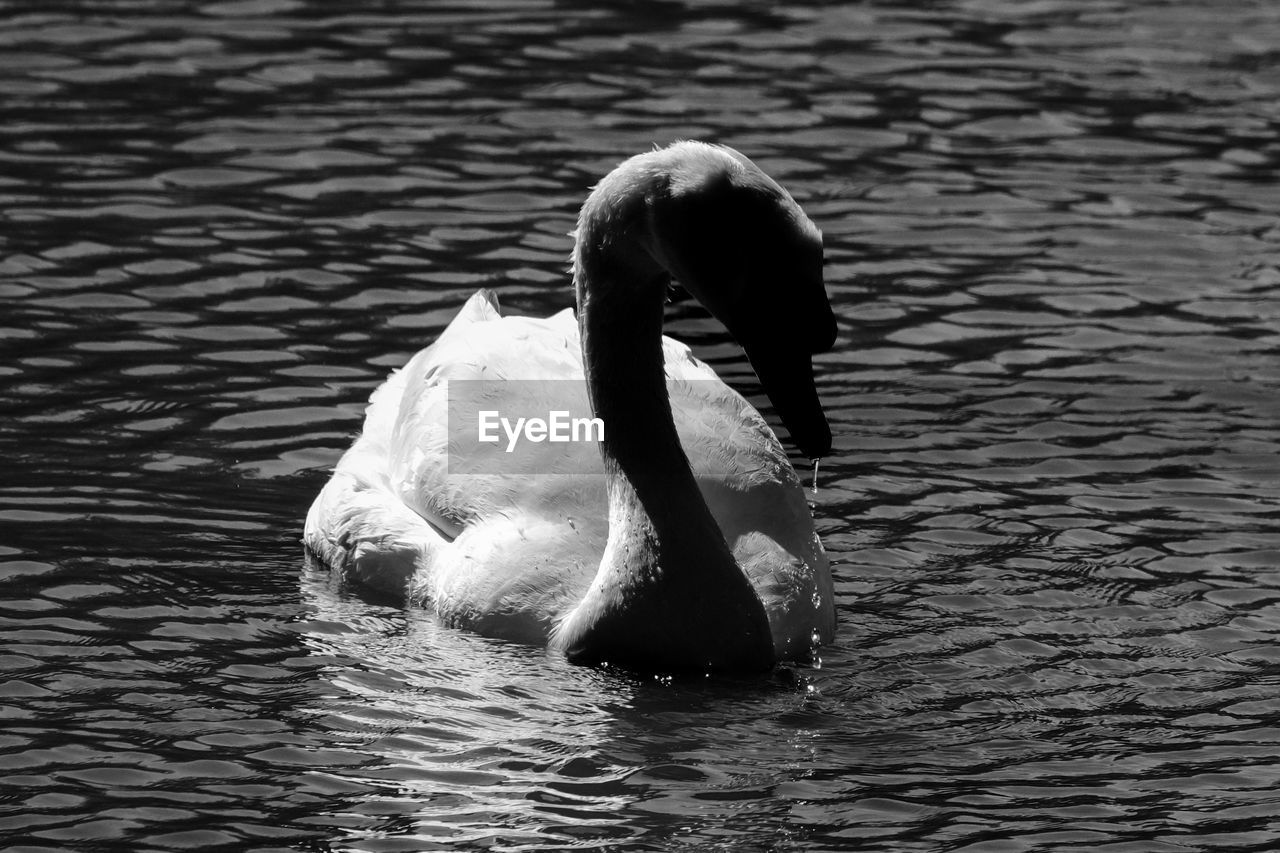 animal themes, water, animal, wildlife, animal wildlife, one animal, bird, swimming, water bird, black and white, lake, swan, waterfront, nature, ducks, geese and swans, monochrome, day, no people, rippled, monochrome photography, beak, duck, outdoors, animal body part, black