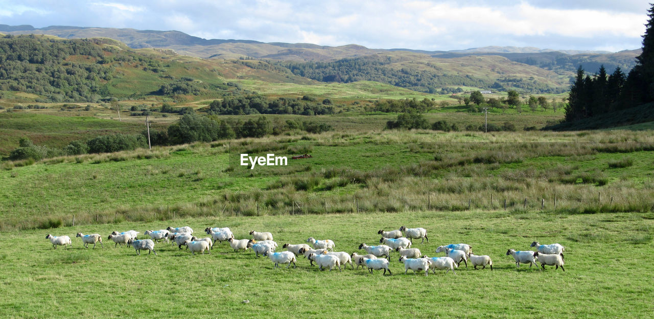 SCENIC VIEW OF SHEEP ON FARM