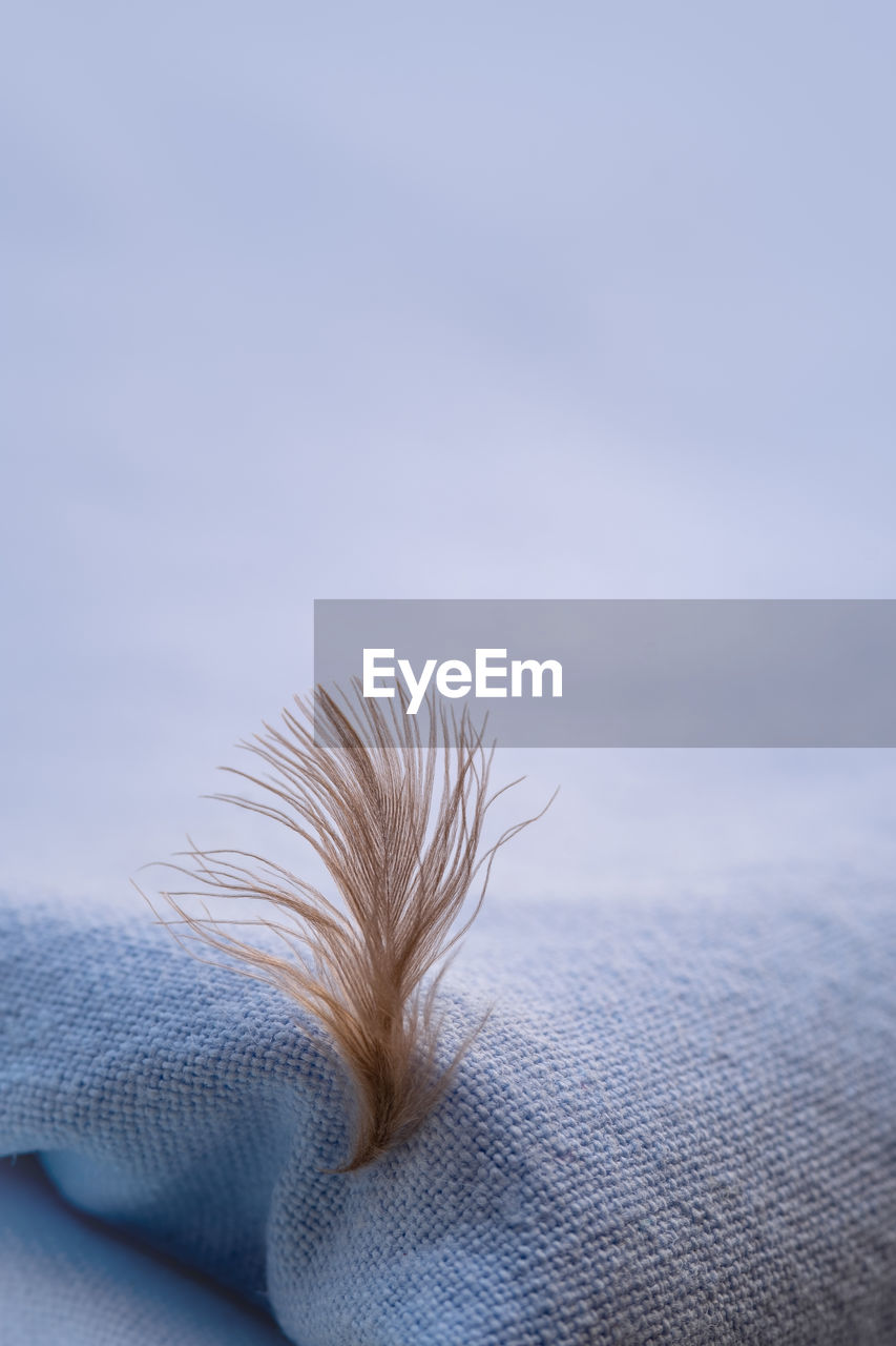 High angle view of feather on bed