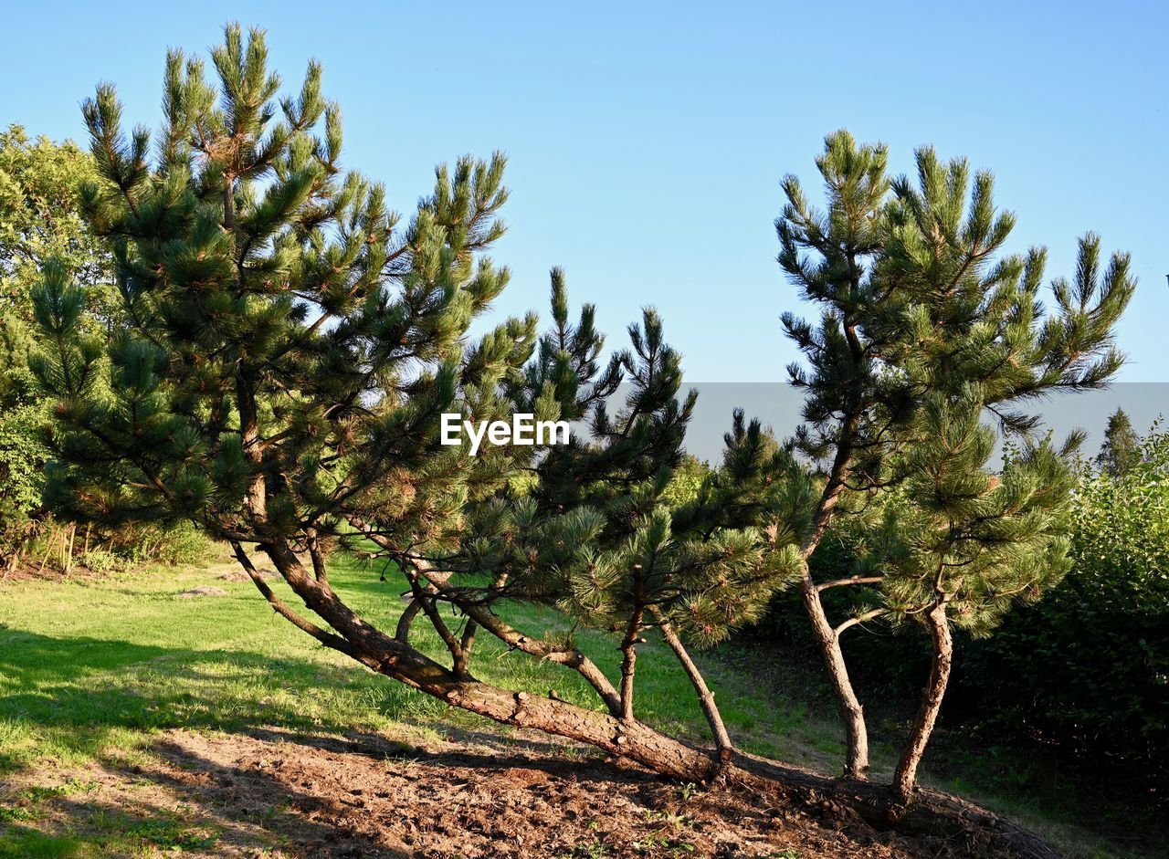 Trees on field against clear sky