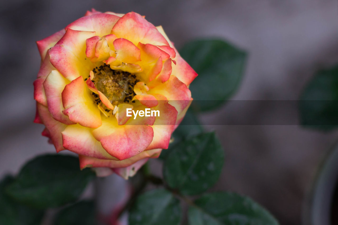 CLOSE-UP OF RED ROSE