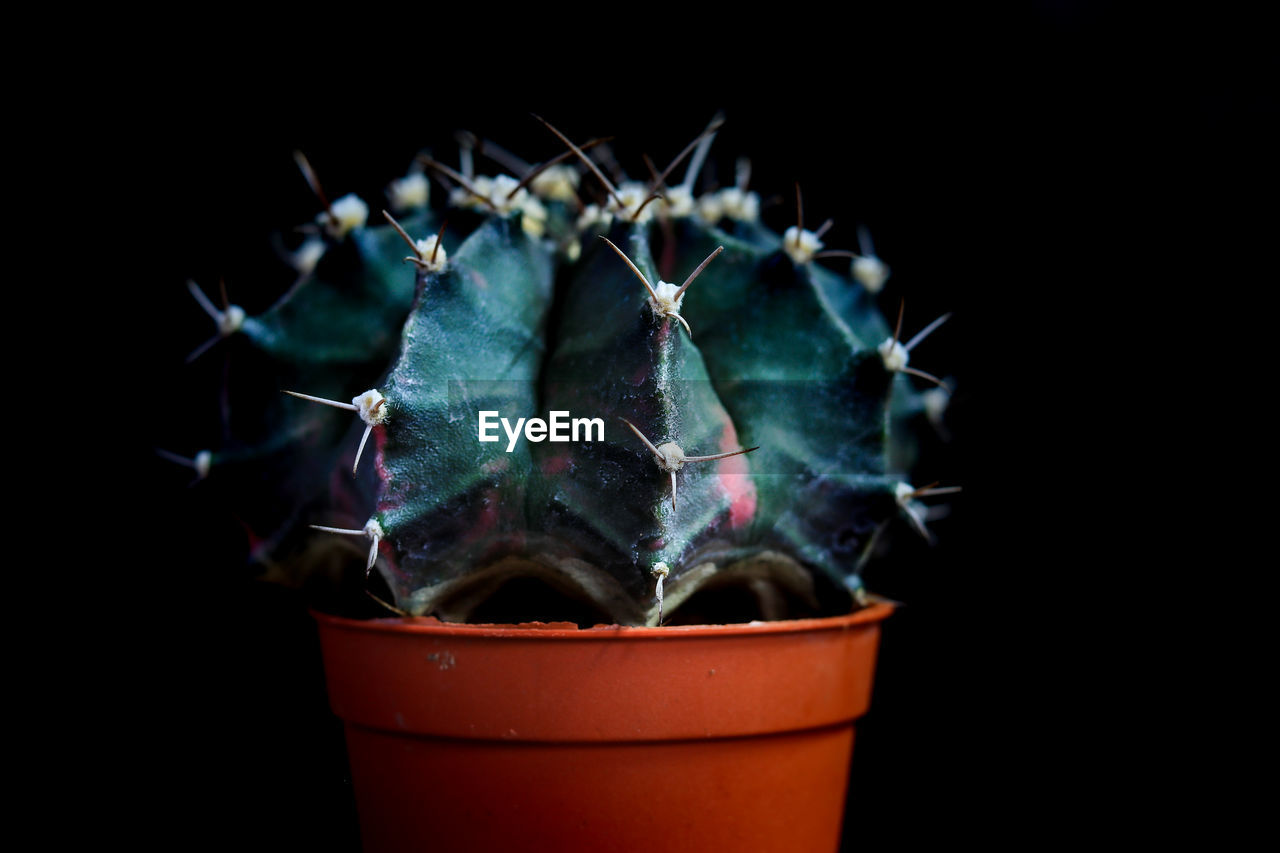 Close-up of potted plant against black background