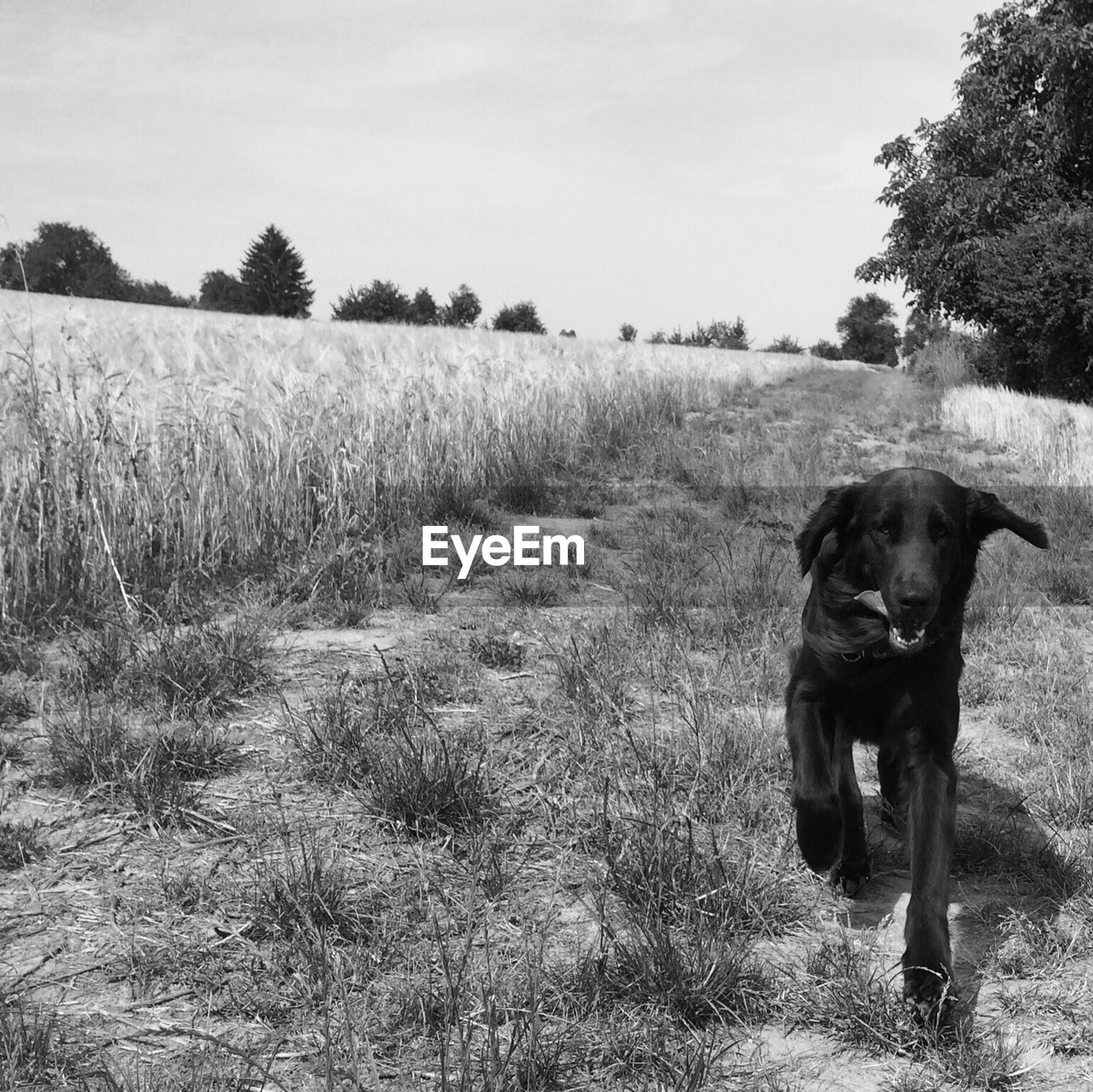 Portrait of dog on field against sky