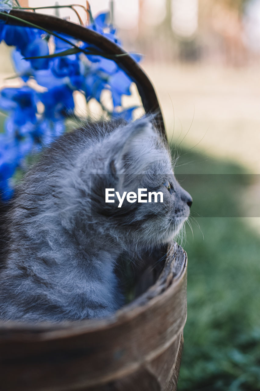 Close up of cat in basket