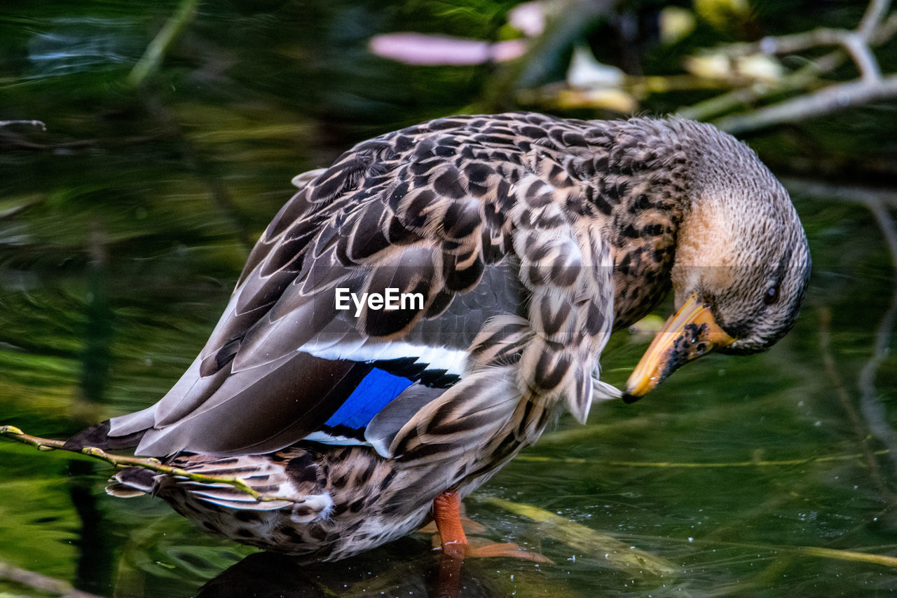 animal themes, animal, animal wildlife, bird, wildlife, one animal, nature, water, beak, duck, lake, water bird, no people, ducks, geese and swans, mallard, close-up, outdoors, day, animal body part, focus on foreground, feather, wing, beauty in nature
