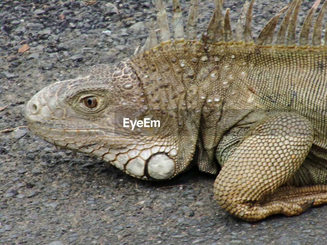 CLOSE-UP OF LIZARD ON STONE