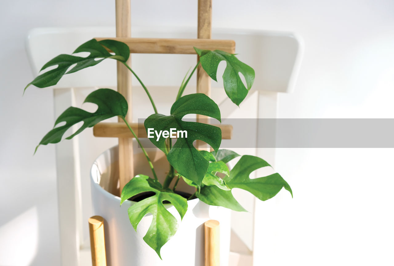 CLOSE-UP OF POTTED PLANT ON WINDOW AT HOME