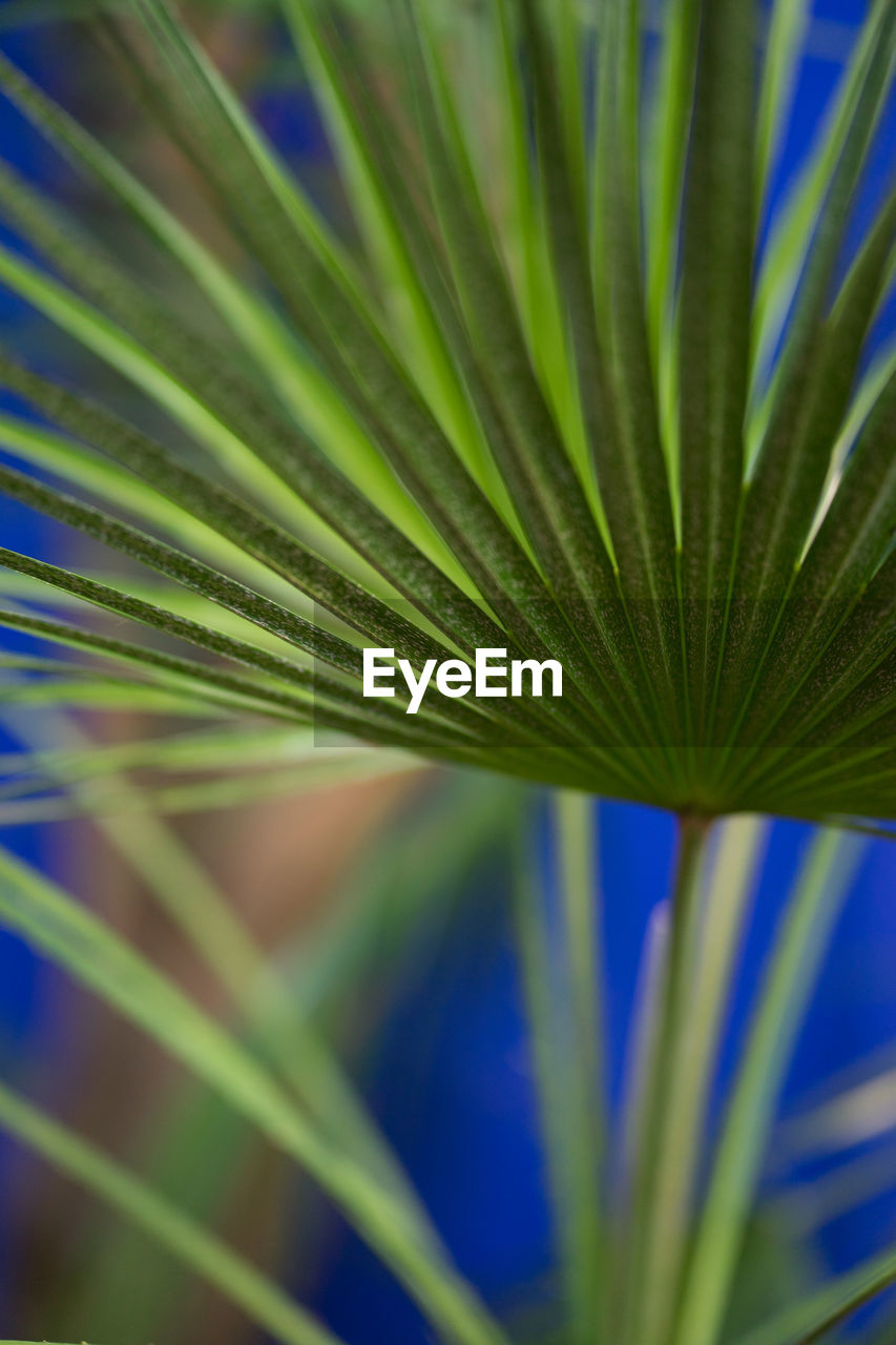 Close-up of palm leaf