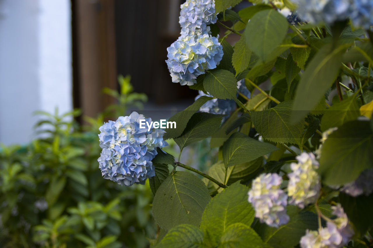 flower, plant, flowering plant, plant part, beauty in nature, leaf, nature, freshness, growth, blossom, close-up, hydrangea, lilac, hydrangea serrata, outdoors, day, fragility, no people, flower head, food and drink, focus on foreground, green, botany, inflorescence, garden, food, blue, selective focus, purple, summer, sunlight, springtime, branch, petal, bunch of flowers
