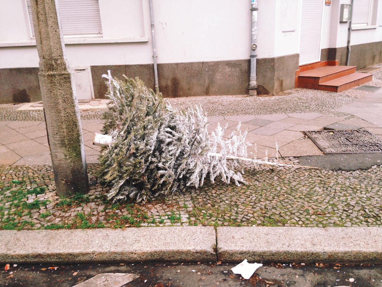 Christmas tree on sidewalk