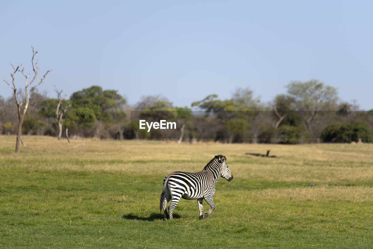 Zebra crossing in a field