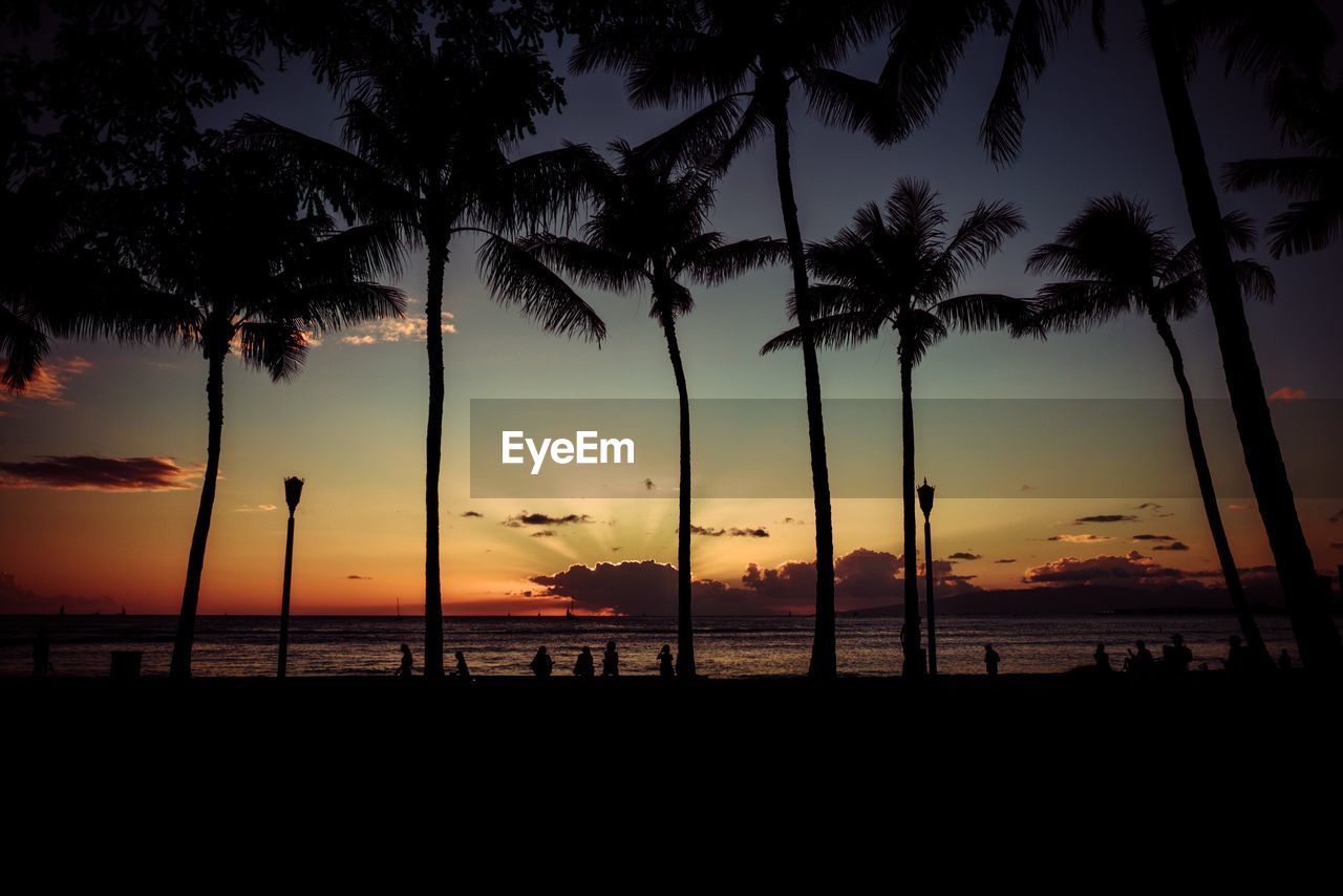 SILHOUETTE TREES ON BEACH AGAINST SKY AT SUNSET