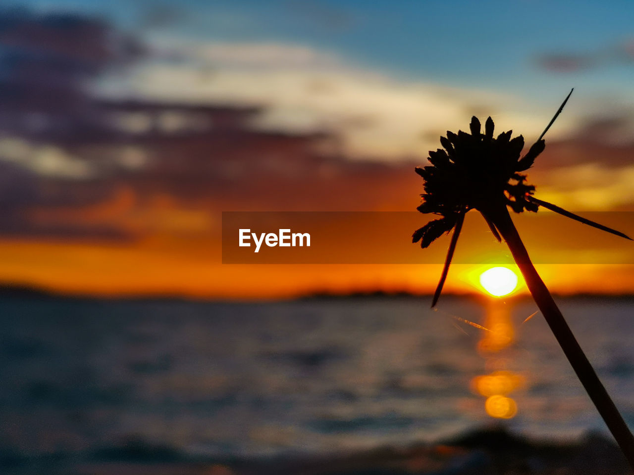 Silhouette plants by sea against romantic sky at sunset