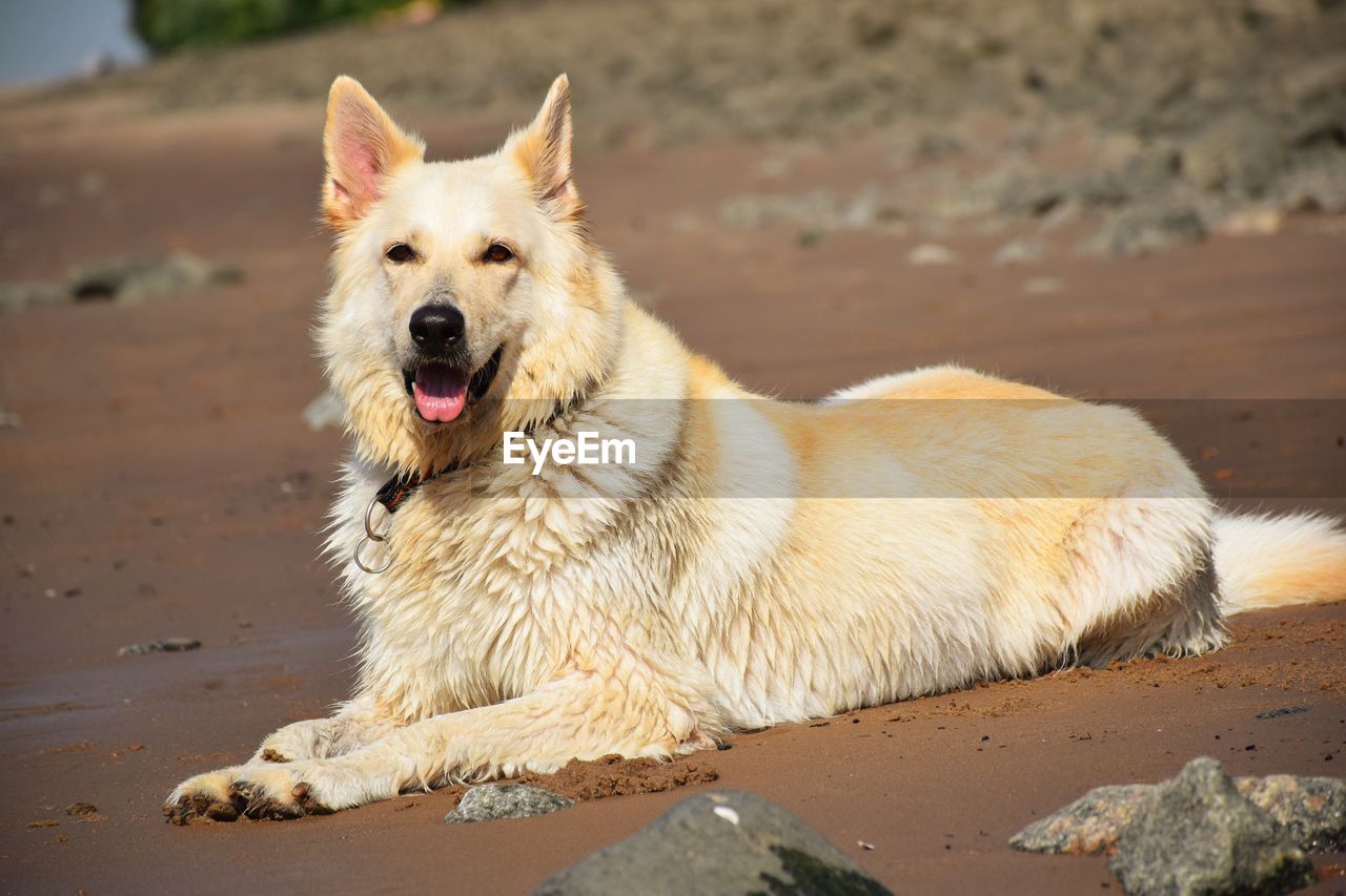 Portrait of a dog on the beach