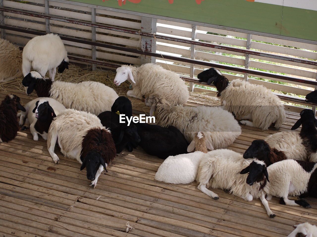 High angle view of sheep relaxing at farm