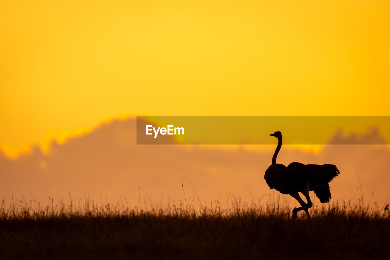 side view of horse on field against orange sky