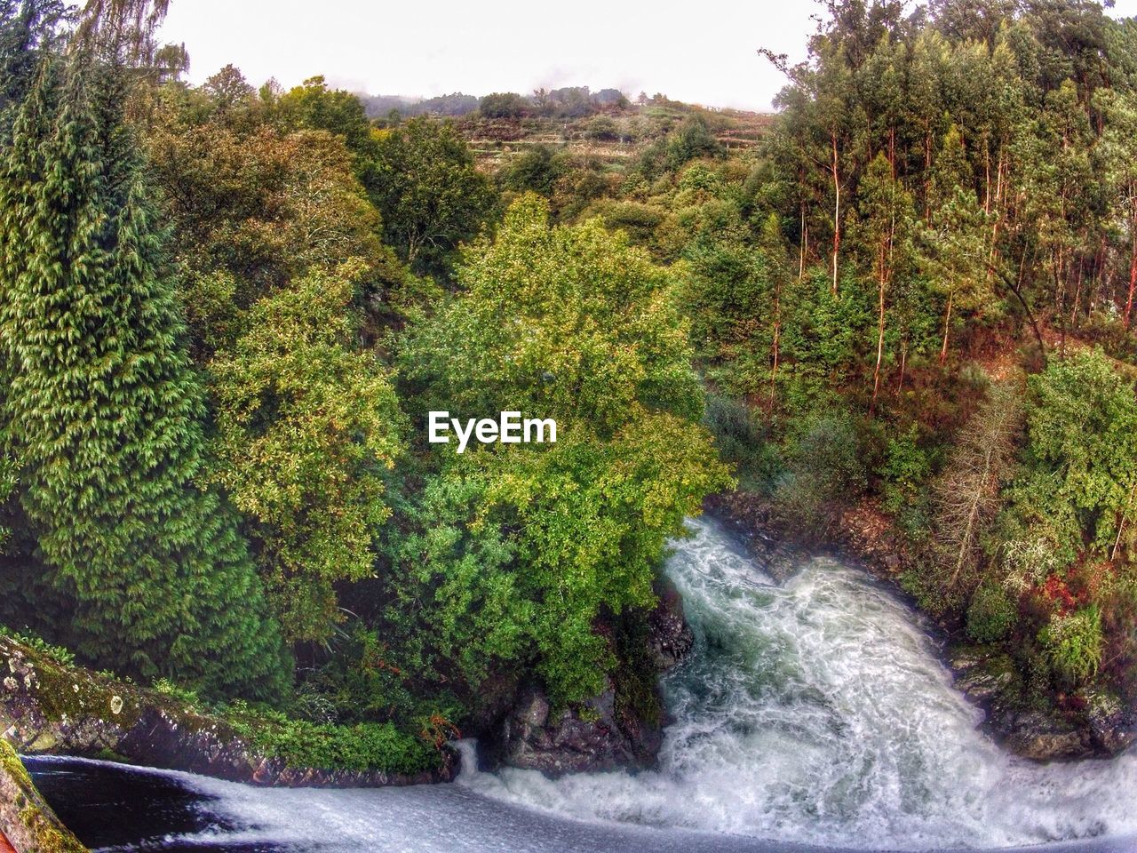 River flowing in forest