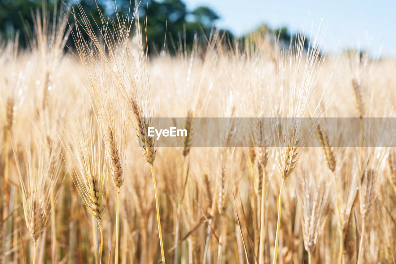 Close-up of wheat field