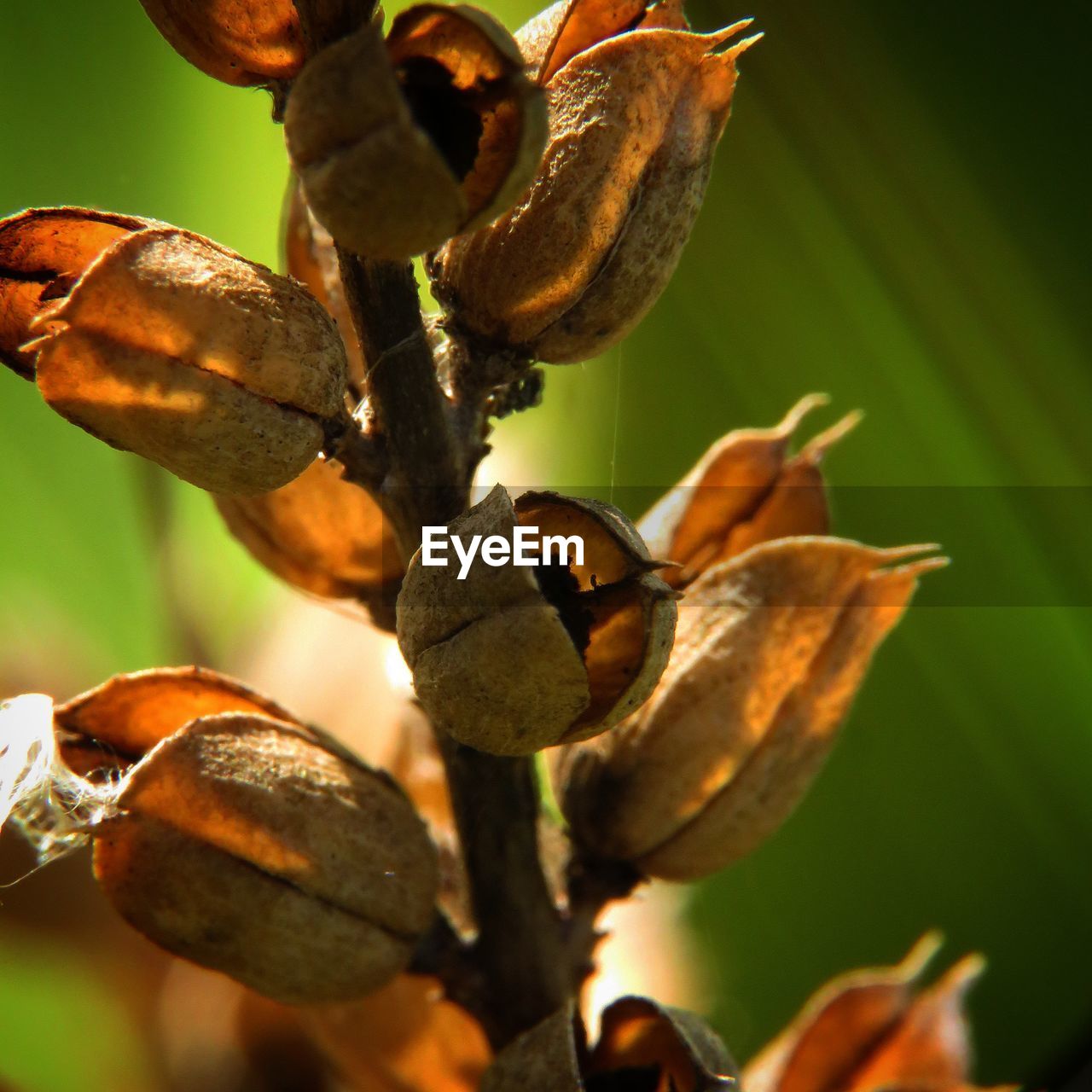 Close-up of flower bud