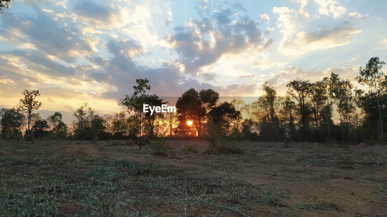 SCENIC VIEW OF TREES ON FIELD AGAINST SKY