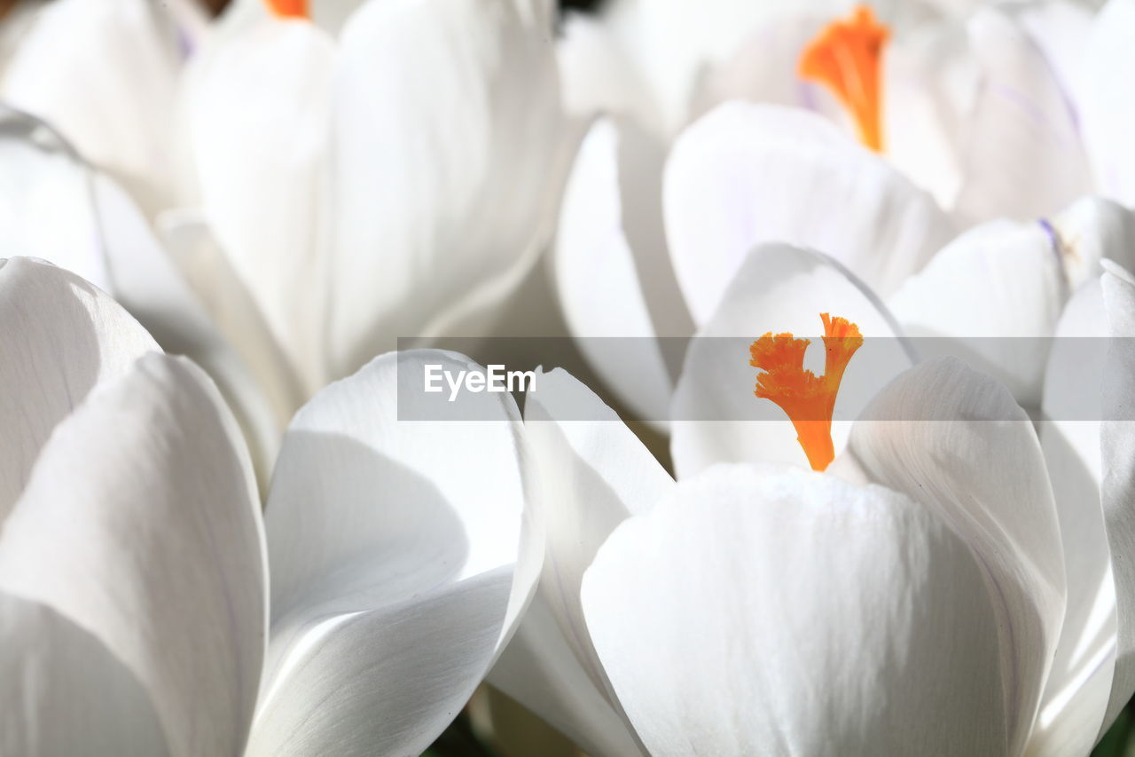 Close-up of white flowers