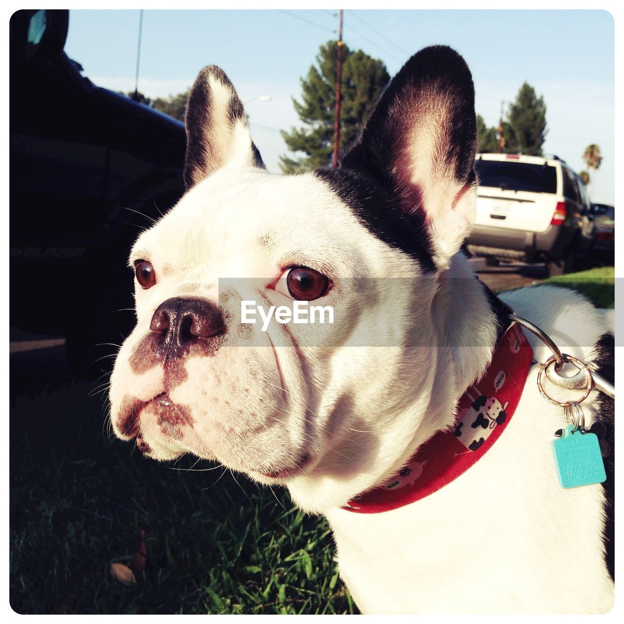 Close-up of french bulldog on field against sky