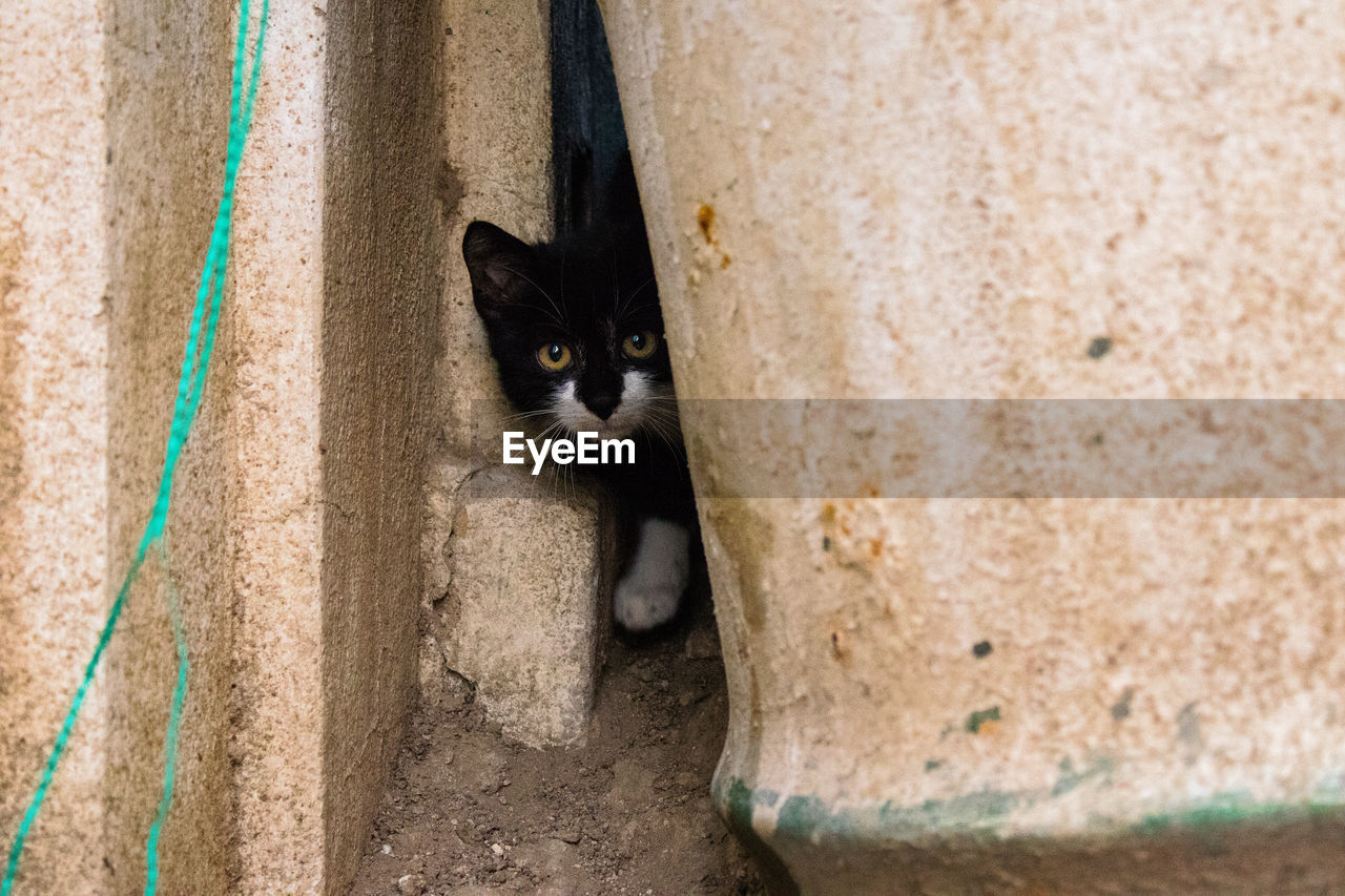 close-up of cat