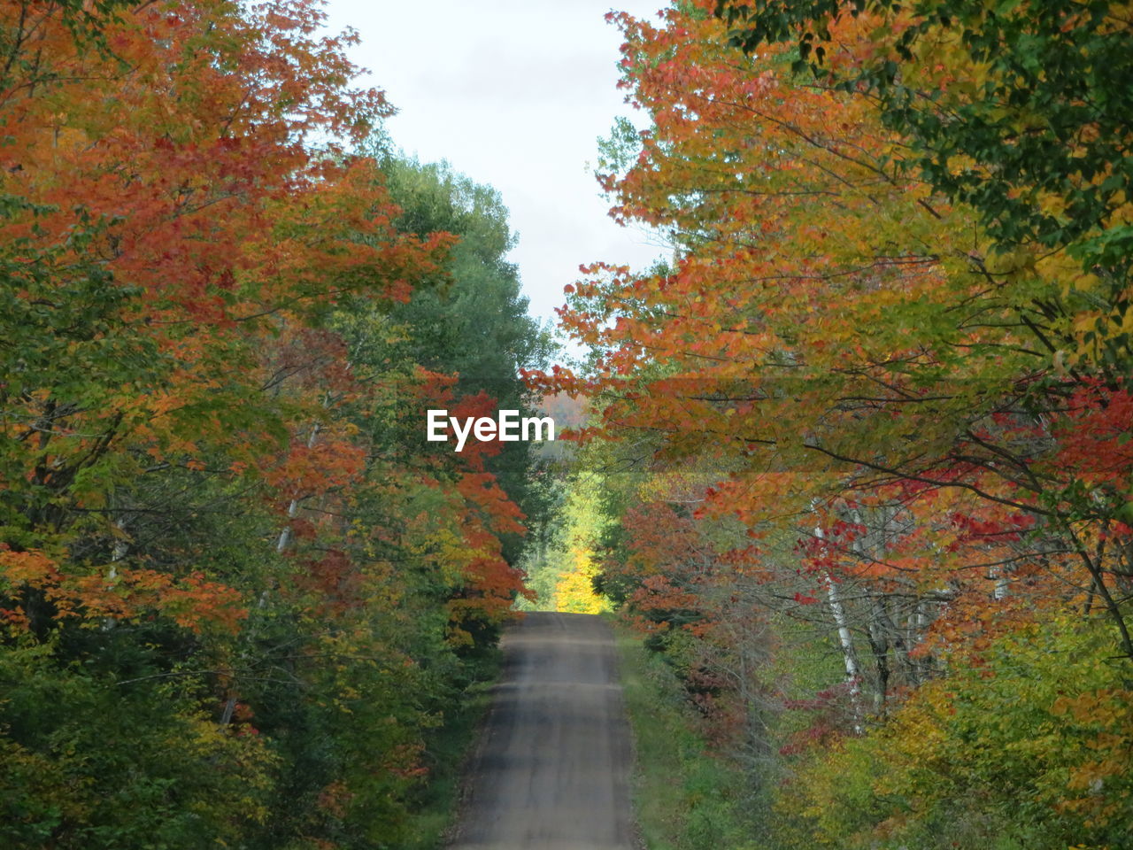 SCENIC VIEW OF FOREST DURING AUTUMN